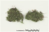 藏品(皺葉粗枝苔)的圖片